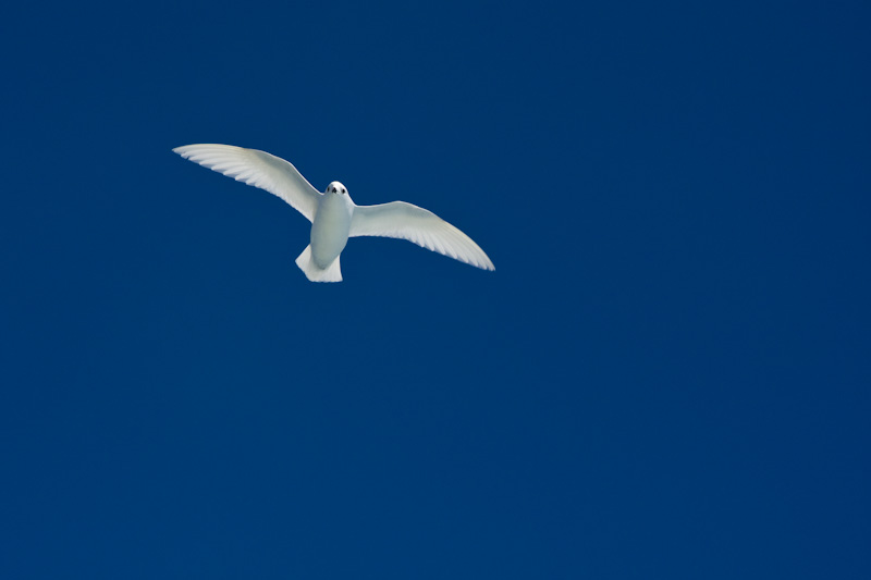 Snow Petrel In Flight